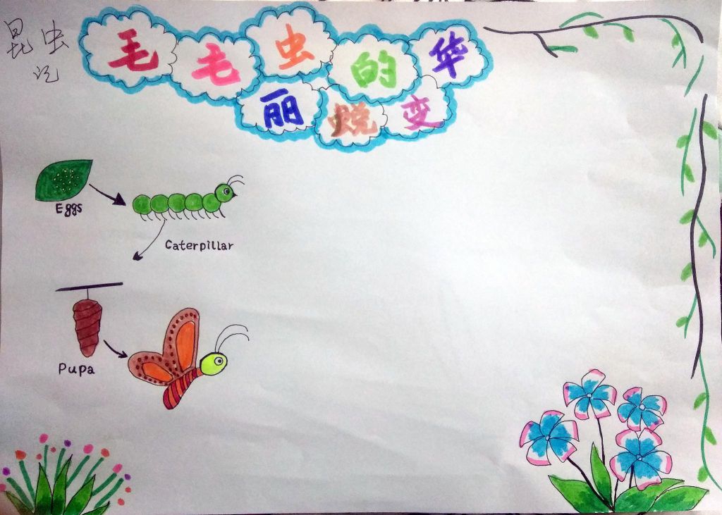 昆虫记之毛毛虫的华丽蜕变手抄报 昆虫记之毛毛虫的华丽蜕变手抄报