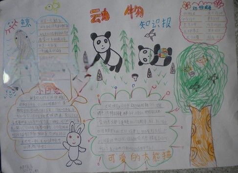 动物知识手抄报设计图