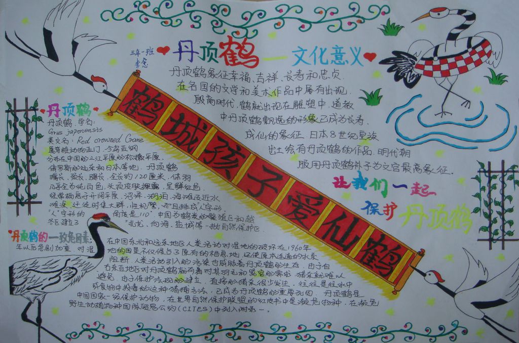丹顶鹤文化手抄报：鹤城孩子爱仙鹤