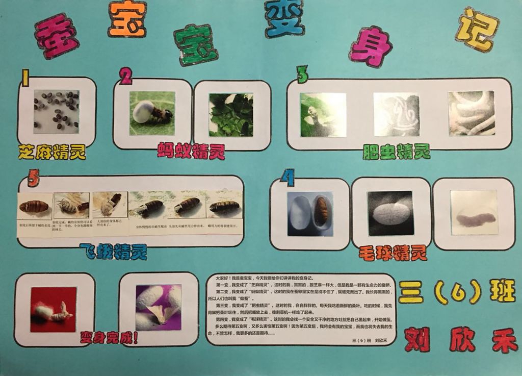 蚕宝宝变身记手抄报