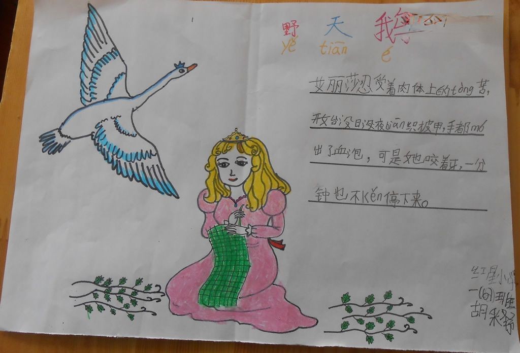 野天鹅手抄报大全 野天鹅手抄报大全