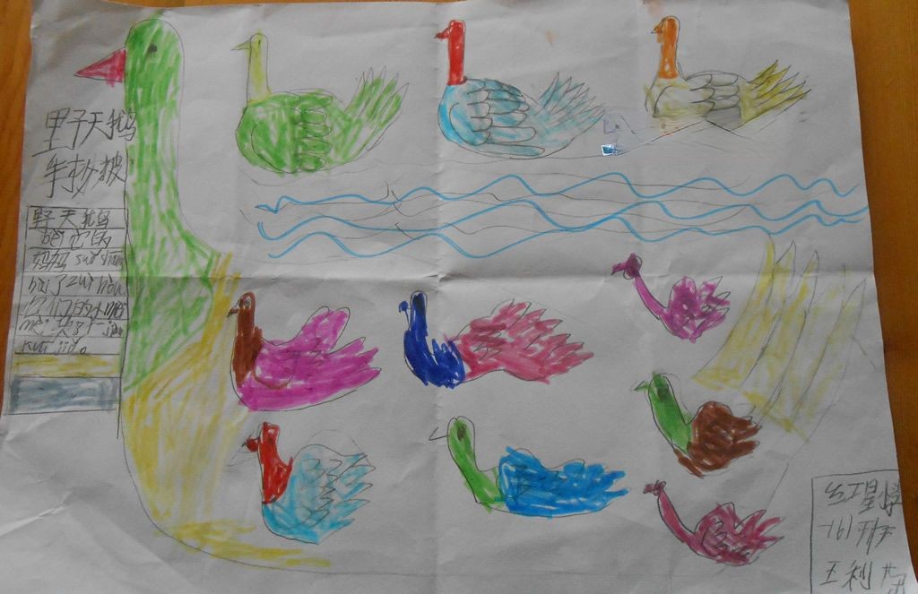 野天鹅手抄报大全 野天鹅手抄报大全