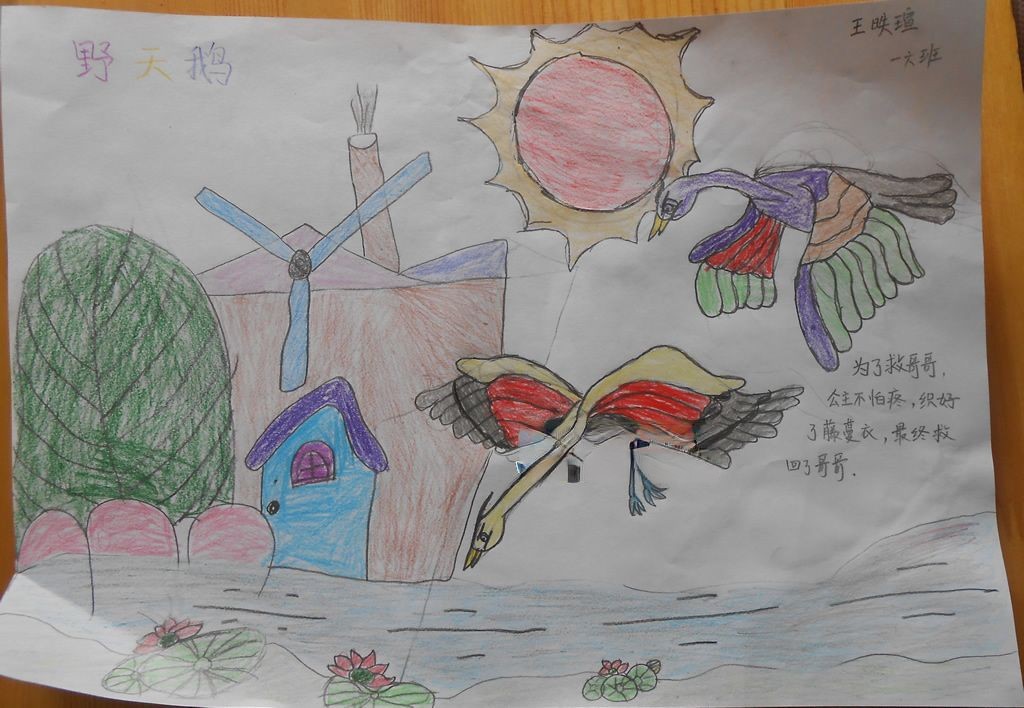 野天鹅手抄报大全 野天鹅手抄报大全