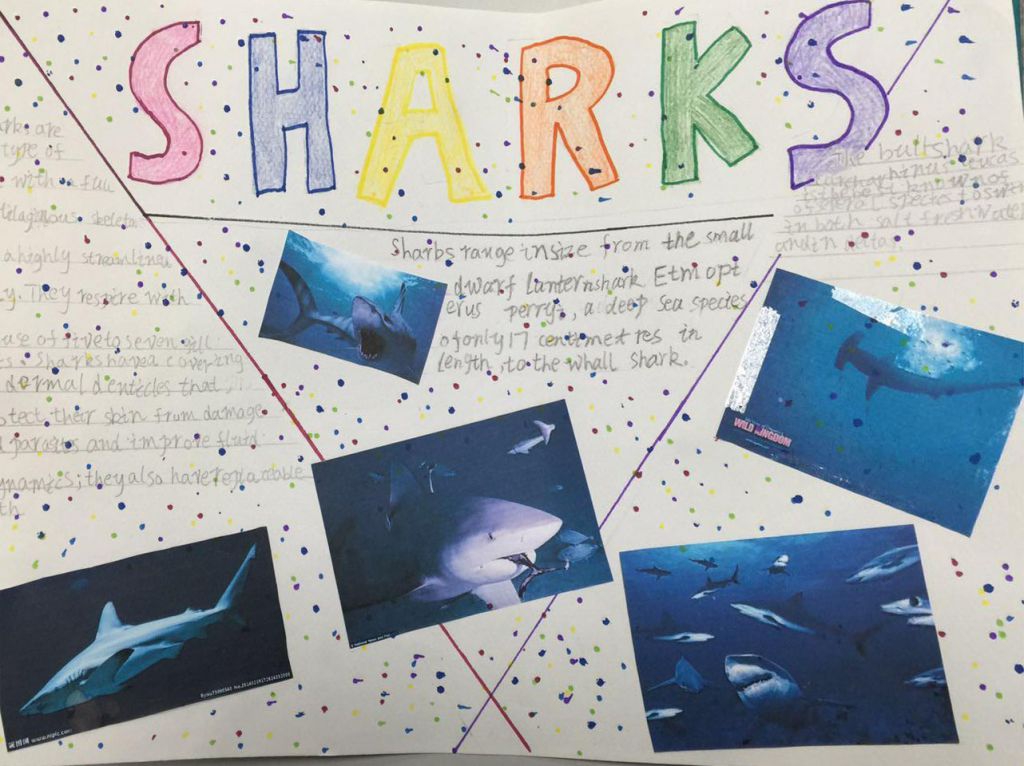 SHARKS手抄报