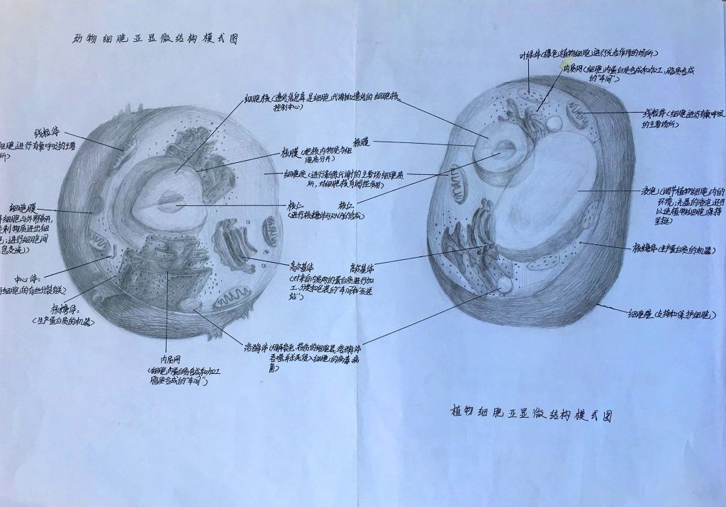 动物细胞亚显微镜结构模式图