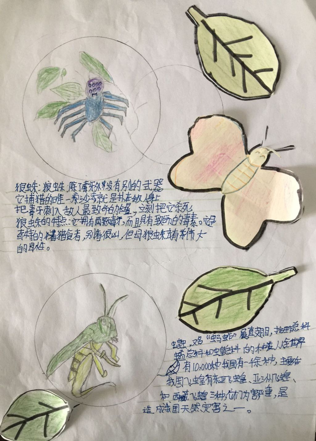 昆虫观察日记手抄报