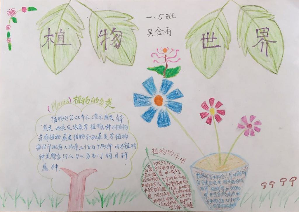 神奇的植物世界手抄报图片