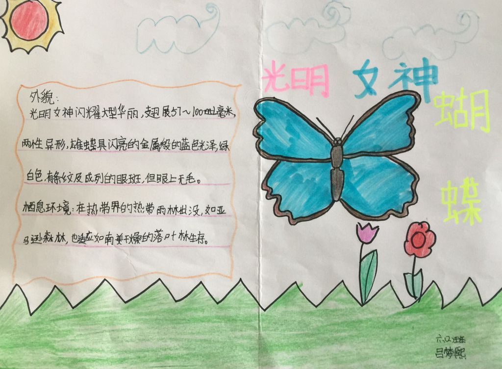 昆虫观察日记手抄报