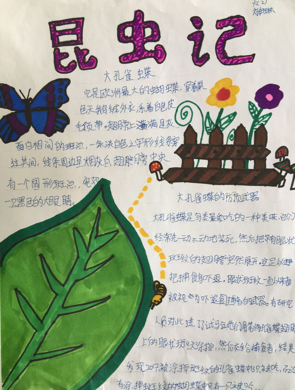 昆虫观察日记手抄报