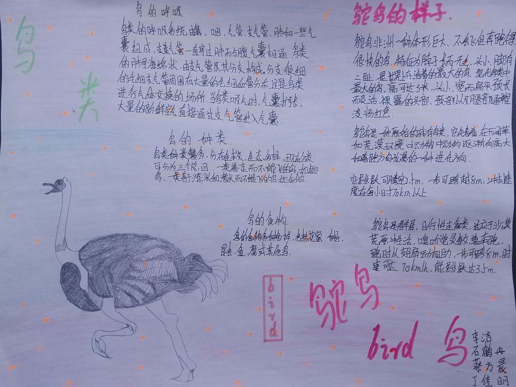 生物的呼吸手抄报