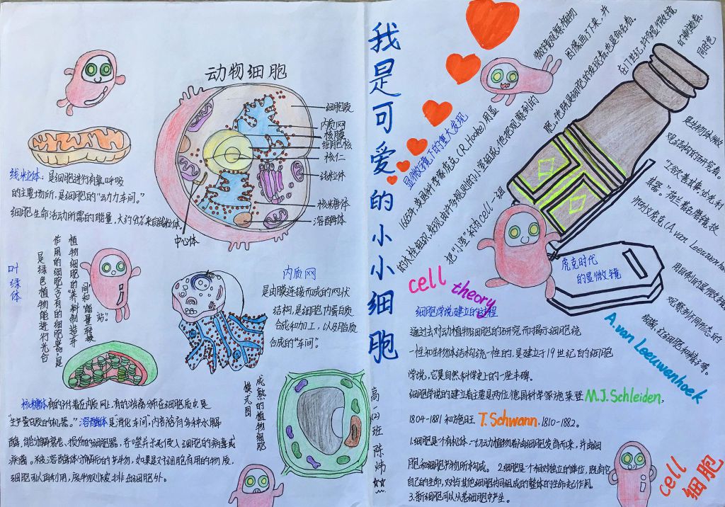 我是可爱的小细胞手抄报