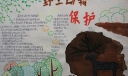 野生动物保护手抄报，爱护藏羚羊