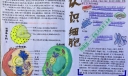 高一认识细胞手抄报设计图