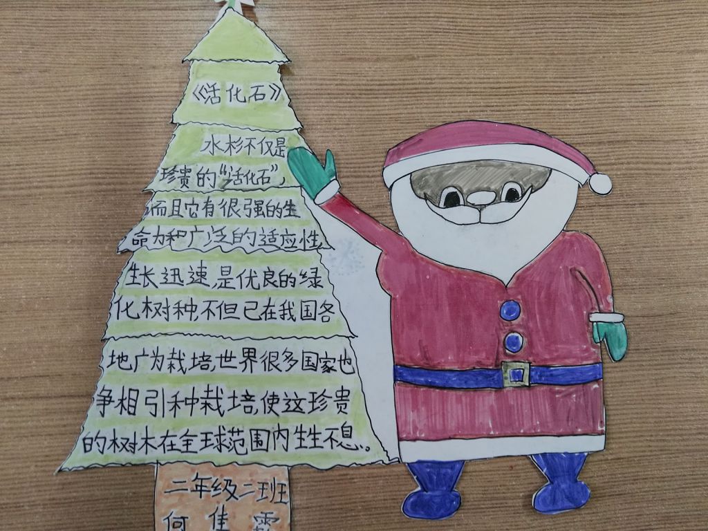 植物活化石水杉手抄报