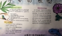 保护动植物手抄报图片，濒临灭绝的动植物