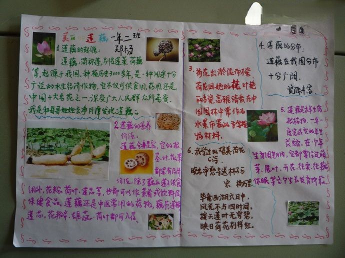 莲藕手抄报设计图