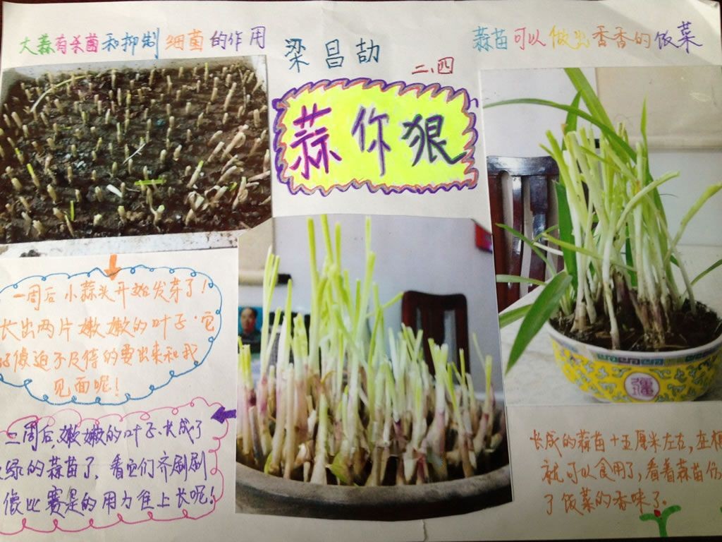 假期植物观察小报