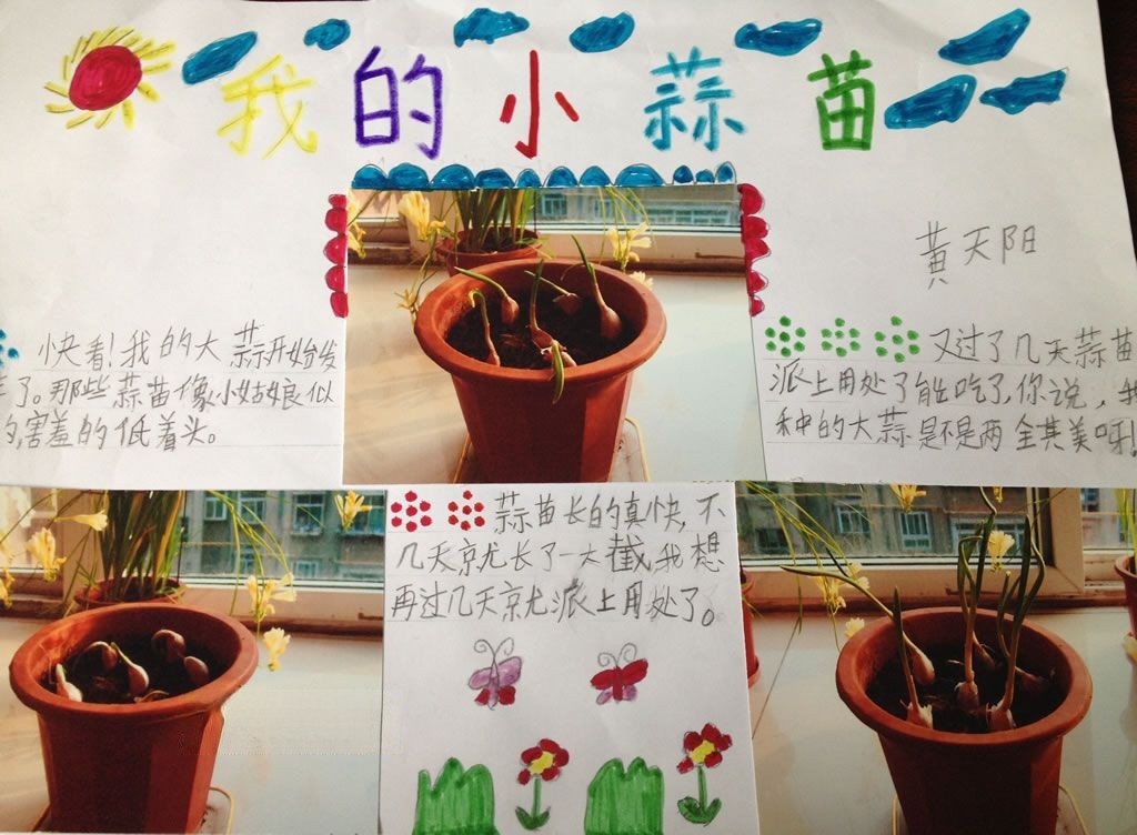 假期植物观察小报