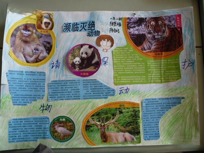 濒临灭绝动物手抄报