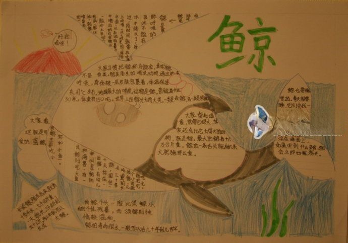 关于鲸鱼的手抄报