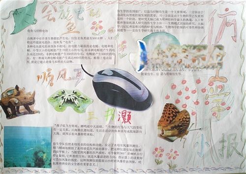 仿生小报设计图欣赏
