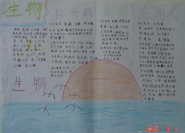 生物手抄报