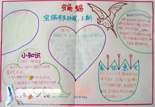 蝙蝠宝琪号手抄报