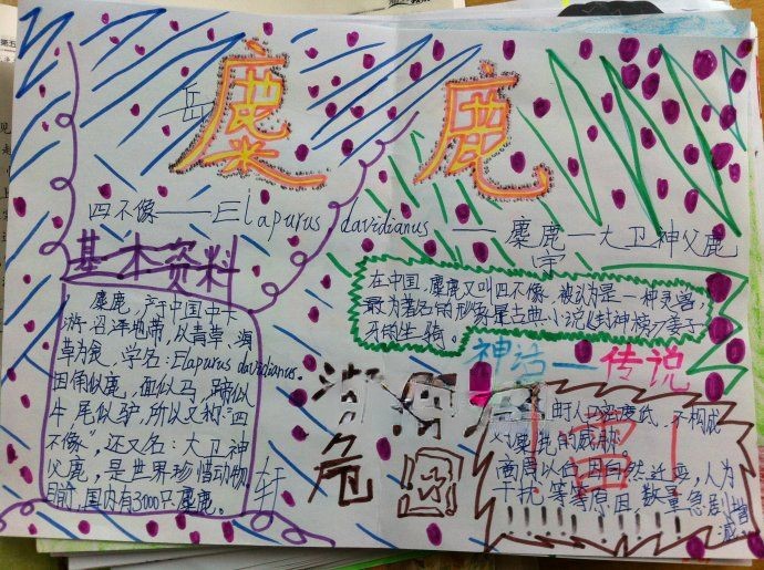 麋鹿手抄报图片