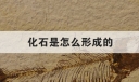 化石是怎么形成的
