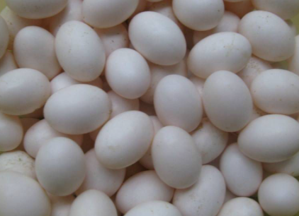 熟鸽子蛋为什么透明1