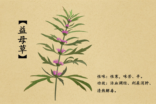 益母草.jpg 益母草.jpg