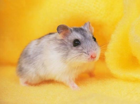 给仓鼠剪牙齿会疼吗?怎么看出仓鼠是公的还是母的?