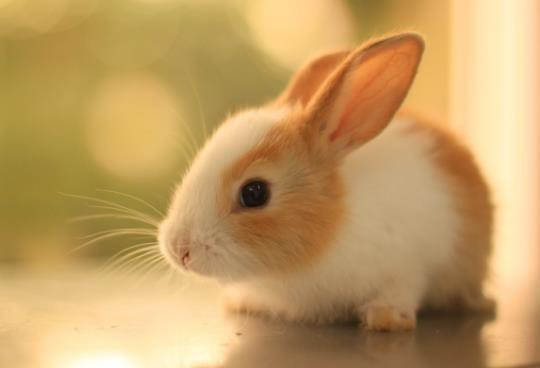 兔子喝水会不会死掉?兔子需要做绝育手术吗