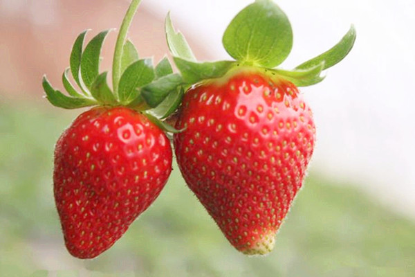 草莓不能和什么同食 草莓不适合什么人吃 草莓不能和什么同食 草莓不适合什么人吃