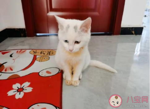 有宠物家庭需要买扫地机器人吗 如何正确选购扫地机器人 有宠物家庭需要买扫地机器人吗 如何正确选购扫地机器人