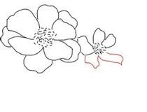 芍药花怎么画 芍药花简笔画图解7