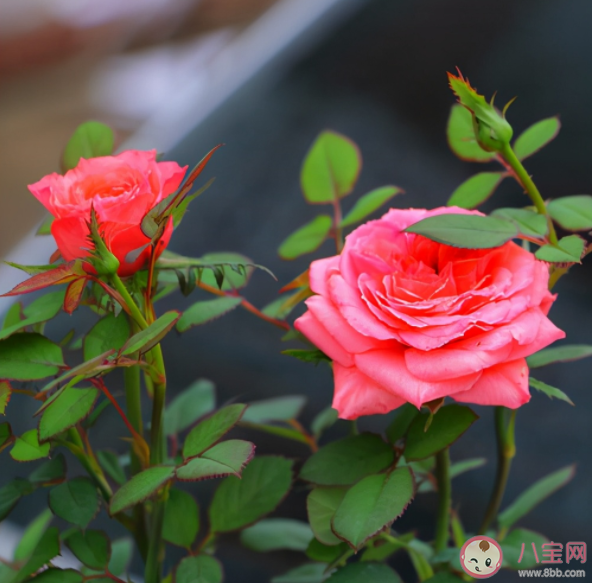 月季叶片上的褐色斑点是什么 月季花秋季病害防治方法是什么 月季叶片上的褐色斑点是什么 月季花秋季病害防治方法是什么