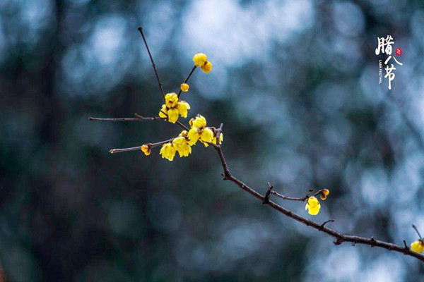 腊八节为什么要做腊八蒜 腊八吃腊八蒜有何讲究 腊八节为什么要做腊八蒜 腊八吃腊八蒜有何讲究