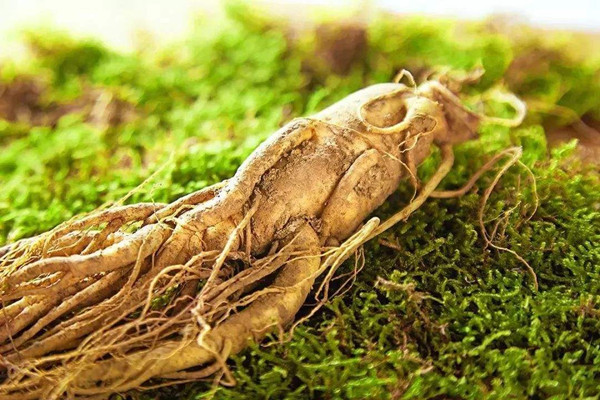 长白山人参是大个的好还是小个好 长白山人参是越重越好吗 长白山人参是大个的好还是小个好 长白山人参是越重越好吗