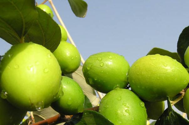 牛奶枣有点涩怎么处理 新鲜牛奶枣怎么保存 牛奶枣有点涩怎么处理 新鲜牛奶枣怎么保存