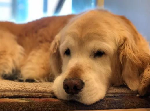 在什么条件下才会感染狂犬病?狗狗爪子划了轻微红了没破皮要紧吗