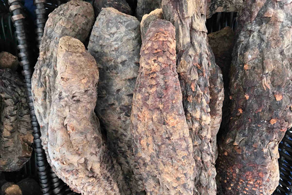 600肉苁蓉2.jpg 600肉苁蓉2.jpg