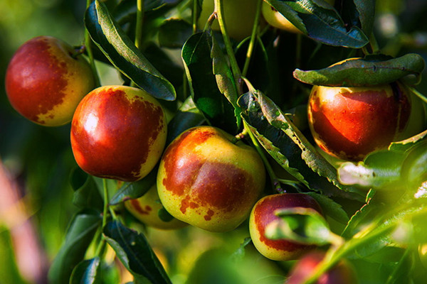 冬枣的营养成分 冬枣会不会上火