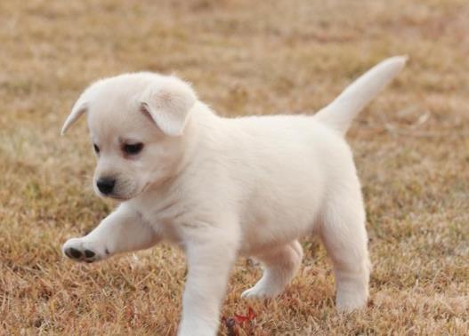 如何判断狗狗有没有狂犬病?一万只狗里有几只狗有狂犬病?