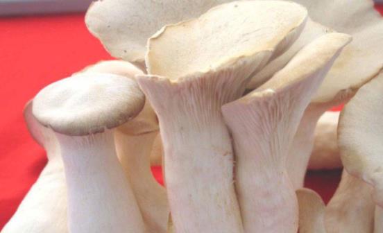糖尿病可以吃白灵菇吗?吃白灵菇有哪些好处?