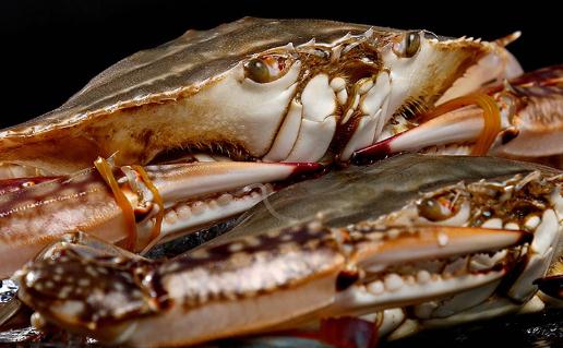 为什么梭子蟹蒸出来都是水 梭子蟹怎么挑才是肥的
