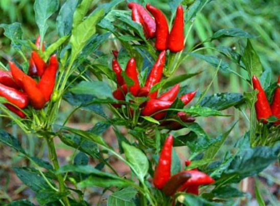 辣椒种单棵还是双棵?辣椒徒长不管它可以吗?