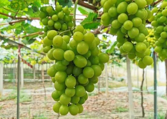 阳光玫瑰为什么有的有籽有的没有籽?为什么阳光玫瑰葡萄有黑点