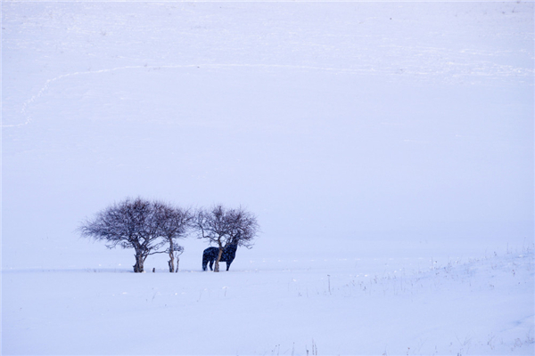 冬季吃板栗有什么好处 冬季有什么菌菇 冬季吃板栗有什么好处 冬季有什么菌菇