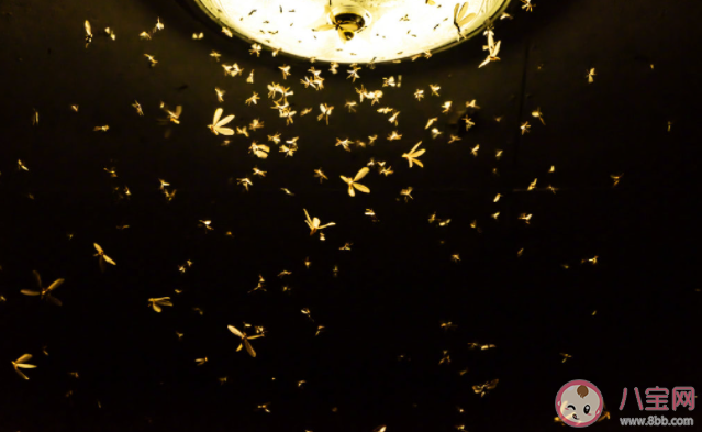 白蚁入侵房屋怎么办 如何消灭家中的白蚁 白蚁入侵房屋怎么办 如何消灭家中的白蚁